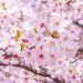 私たちが忘れている、桜と田植えの密接な関係。 | 株式会社ケツト科学研究所